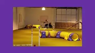 Chihuahua Agility Dog! CPE Standard Level 1 Qualifying Run