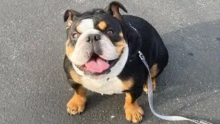 How I Fix My EB&rsquo;S Cherry Eye No Surgery  #englishbulldoglovers