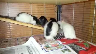 Ratten Integration