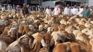 اسعار السواكن والمستورد بالكعكية بمكه المكرمه السبت الدلال عبدالله تراحيب الدعاجني ١٤٤٦/٥/٢١هـ