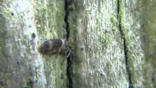Entomobrya albocincta