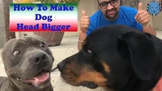 How To Grow Dog Head And Body -  BholaShola