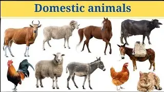 Phonics Song with TWO Words A For Ant ABC Alphabet Animals Songs with Sounds for Children For Kid