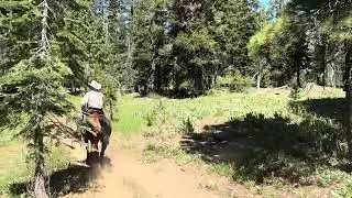 Western Horseman in the Sierra Nevada at Gold Lake Stables Plumas National Forest