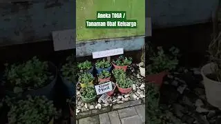 Aneka TOGA / Tanaman Obat Keluarga #toga #tanaman #tanamanobatkeluarga #herbal #obatalami #tumbuhan