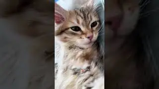 so smol so precious 🥹 #cat #kitty #kitten #funnycats @mimi.the.siberian