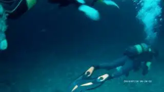 Scuba Diving Protea Banks