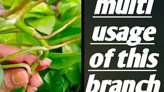 money plant care August 31, 2022