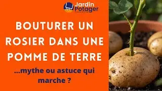 Bouturer un rosier dans une pomme de terre 🌹 Mythe ou astuce qui marche ?
