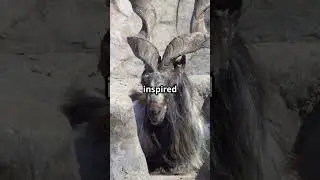 Deep Dive: 5 Mind Blowing Markhor Facts! #fact #Markhor #science #nature #jungle #viral #viralvideo