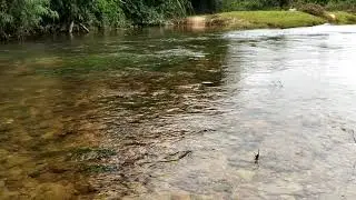 Snake found in water stream - Sirimane falls - Sringeri