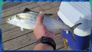 N. Topsail Beach/ Surf City Pier Spanish Mackerel