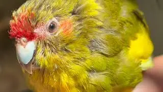 Yosemite National Park waterfall koala dove conures caique harlequin macaw duck rosella parrot 16405