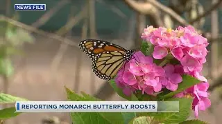 Researchers Seek help Tracking Monarch Butterfly Migration