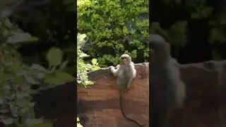 Bonnet Macaque Monkey Baby Playing