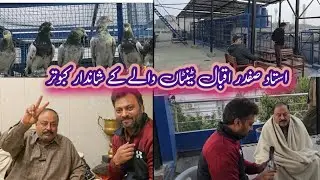 Ustad Safdar Iqbal Tentaan walay k pigeons