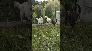#dogs #friends #happiness #doglife #doglover #sumervibe #cutedog #czechia #asmrdog #adorabledog #15s