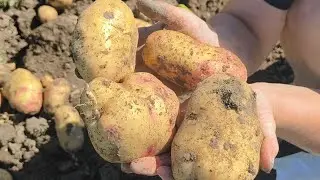 Ну що провіримо яка картопля в мене на городі 