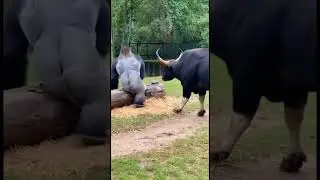 Gorilla vs Wild Bull Fight in Zoo - You Won't Believe This! #Gorilla #Bull #ZooFight #animalattack