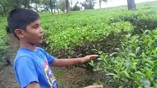 Tour of tea garden part 6 subscribers 50 to see part 7