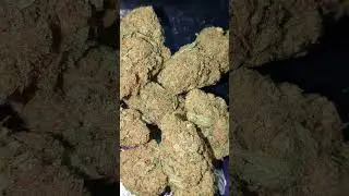 CURALEAF LUNAR CIRCUS ( UK PRESCRIPTION MEDICATION )