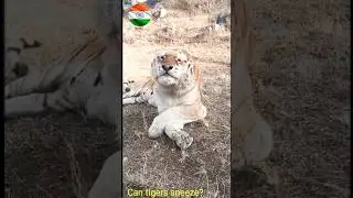 why tigers sneeze?#shorts_2023 #youtubeshorts  #tigers