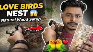 Love Birds के लिए Natural Wood Nest, #viralvideo #lovebirds #birds #lovebirdbreeding