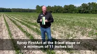 Applying FirstAct herbicide for best Double Team Sorghum results