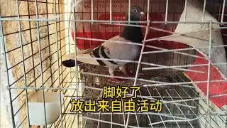 断脚的公鸽子终于可以出来和母鸽子团聚了 #鸽子爱好者  #养鸽人  #拍鸽子的日常