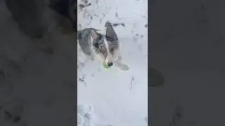 Monday Morning Cute Collie Catchup 👋☀️💕 #cuteanimals #dogs #fun #funnyvideo #viralshorts #shorts