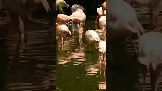 flamingo bird