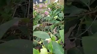The Lenten Rose, Hellebores in Bloom