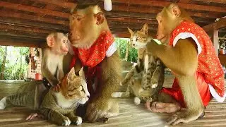 Unusual Animal Families Cross Species Harmony Compilation, Animals