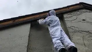 Bee and Wasp Control Services