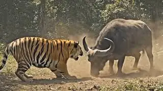 Tiger vs Buffalo | Epic Green Forest Fight | Wild Battles