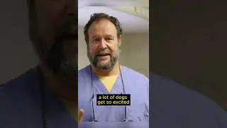 What Happens When Dogs Swallow Bones? by Marc Smith, DVM, MS