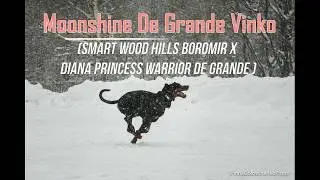 Moonshine De Grande Vinko - training with Jan B&ouml;hm