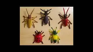 [Wikipedia] Calycina (beetle)