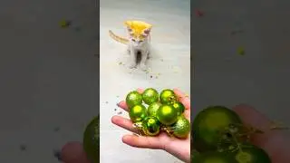Reverse Cats Videos ❤️🐈 #baby #funny #cutebaby #asmr #cat #beautiful #cute #beads