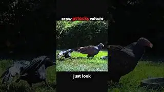 Brain Beats Brawn: Crow Wins! #trending #wildlife #animals #crow #amazing #viral