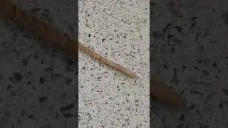 Determining Tree Age from a Core Sample