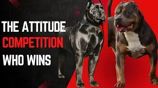 Attitude competition who wins #dog #pets #animals 