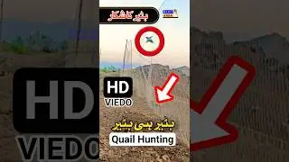 Common Quail Hunting With Net | Jal Se Batair Ka Shikar | بٹیر کا پٹی والا شکار #quailhunting #birds