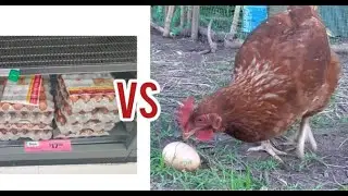 Is buying Eggs cheaper than having Hens