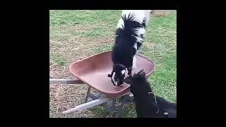 Goat yoga gone wrong. Goat yoga funny./Wildlife