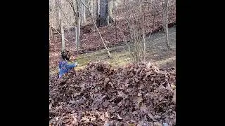 Swallowed by the leaf monster (reversed video)