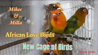 A new cage of my African Love Birds Mikee & Milla