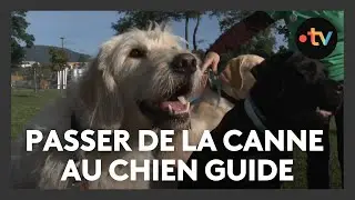 &Agrave; la d&eacute;couverte de l'univers des chiens guides : 