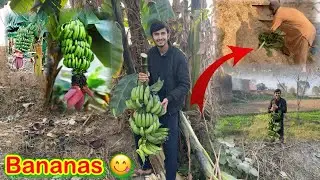 Pure Organic Bananas 🍌Banane Ka Tarika😍/koki pendu/Zohaib pendu/Hamza sidhu
