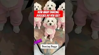 Coco showing off some silly dance moves! #puppy #dogs #funnydogs #funnypuppy #floof #puppyface #yt